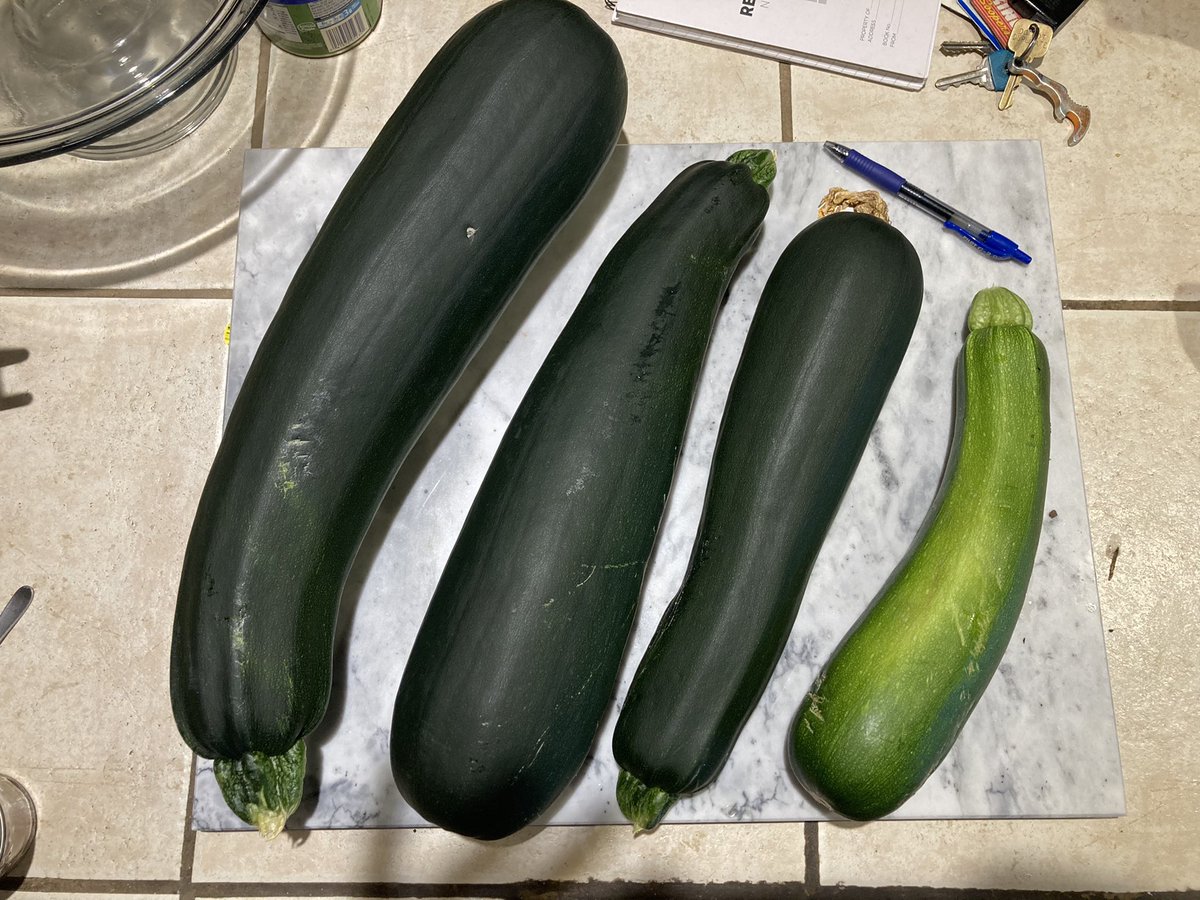 Megan Verlee tweet media