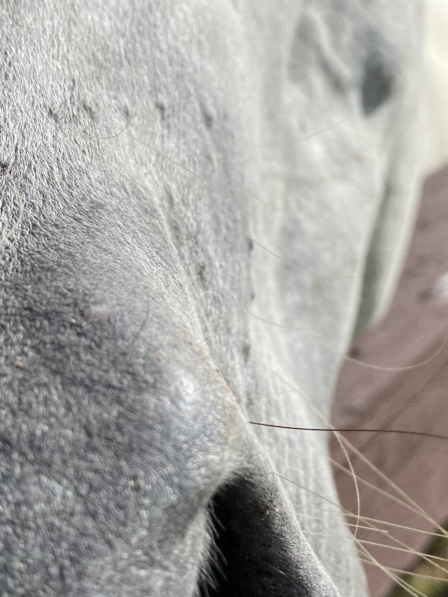 AmThrivingAfter's tweet photo. Shooting a Sentient Beings class assignment.
This horse definitely wanted to connect (carrots?) and came to sniff my camera.
#horses #contemplativephotography #sentientbeingsart https://t.co/dJiuHgYpbg