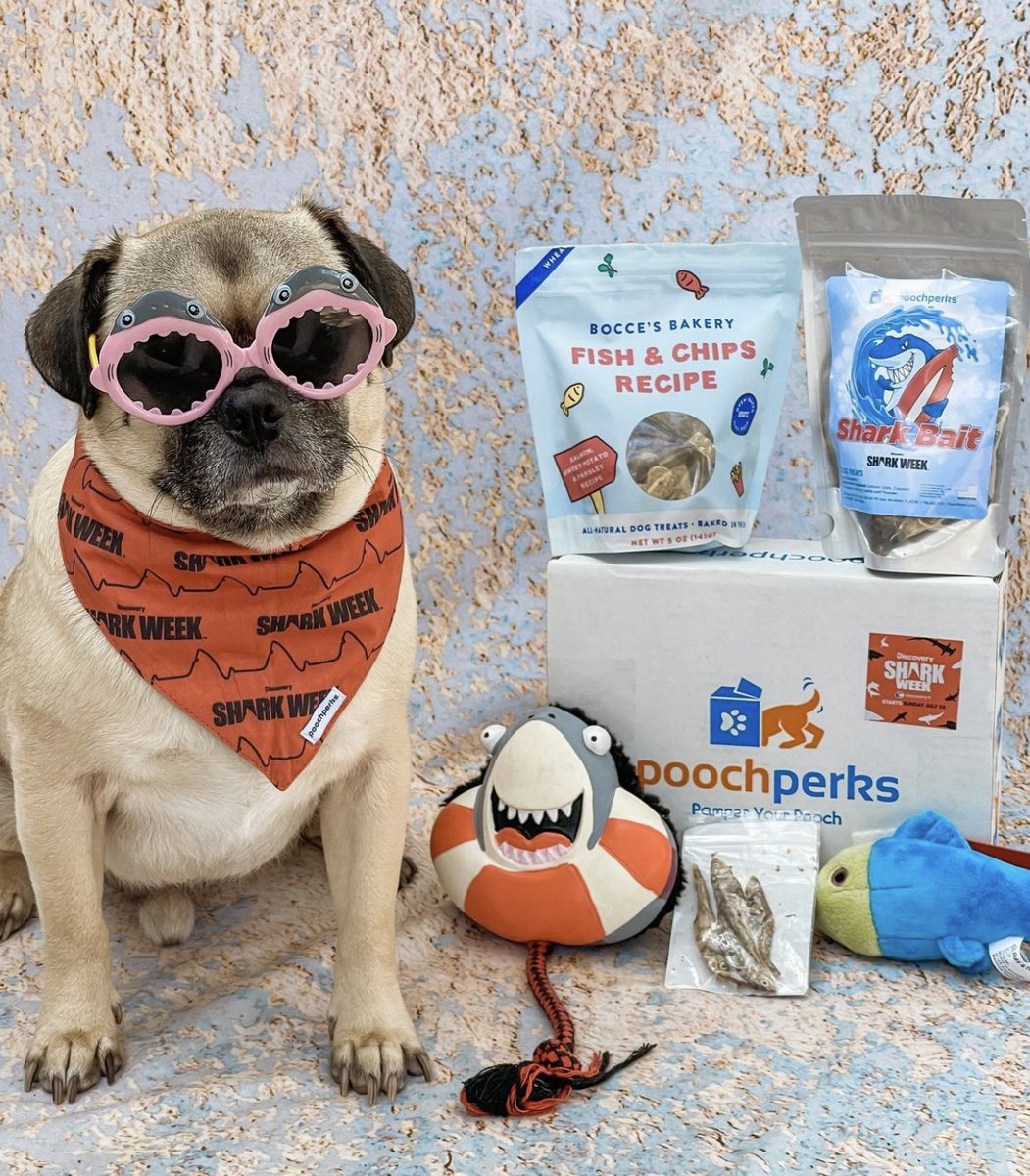 Shark Week starts tonight, how Pawsome is that! 🦈Get your pooch 🐶their own Pooch Perks Shark Week box @ poochperks.com. #Sharkweek, @discovery, <a href="/discoveryplus/">discovery+</a>, @rumithewhirlingpuggle