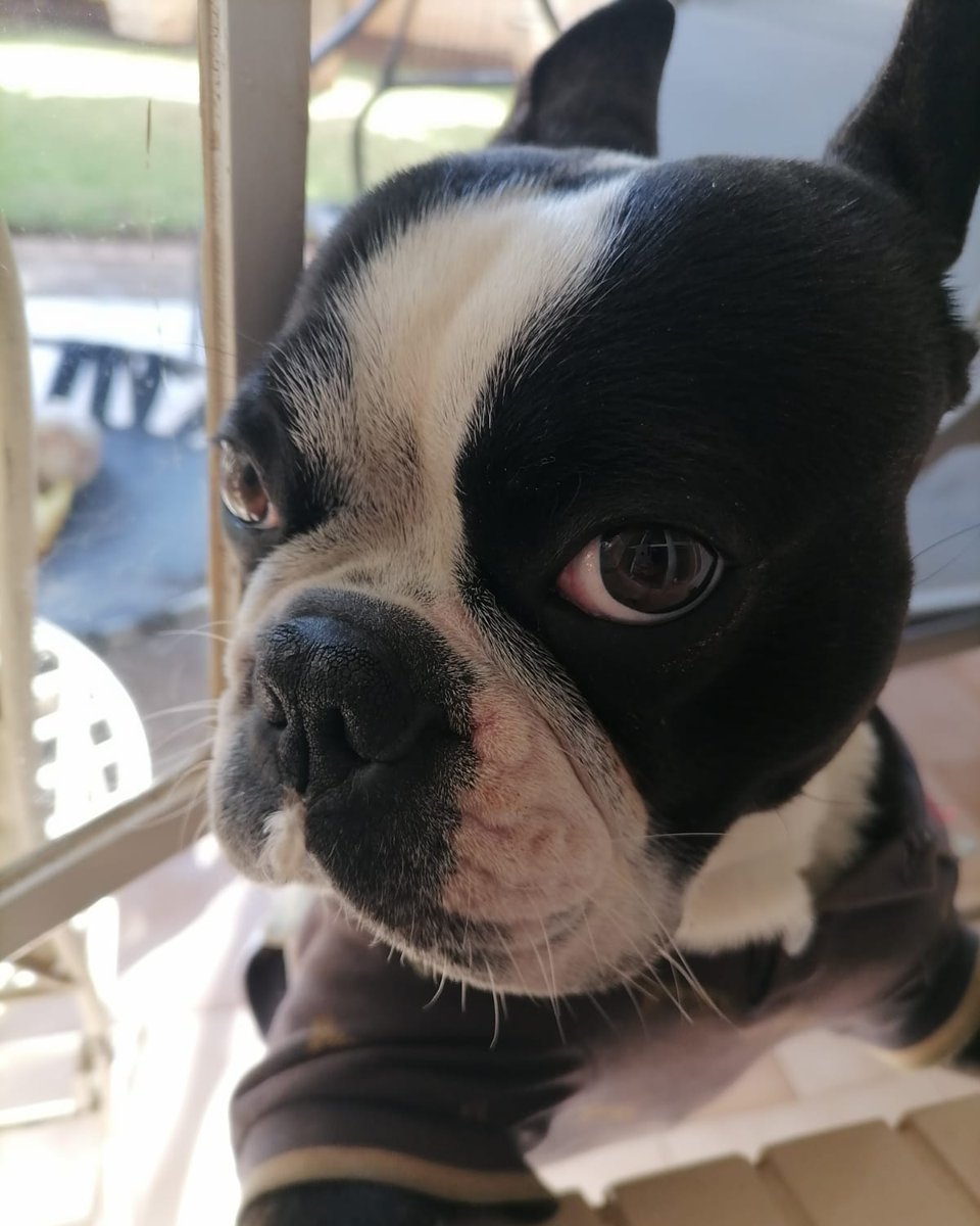 TheBostonDoggo's tweet photo. Mommy help there is something stuck on my mouth.... 

#nft #nftcommunity #nftart #nftcollector #nfts #doggonft #bostonnft #crypto #nftinvestor #polygon #polygonnetwork #polygonart https://t.co/gAI4FbWhKV