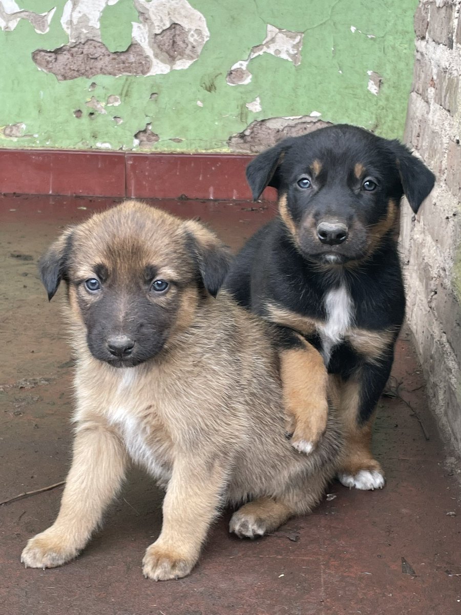 AldiPucharcos's tweet photo. Hola! Tengo 7 cachorros en adopcion, ya tienen 45 dias! Me ayudan a difundir? Quiero encontrarles un hogar a todos 💘🙏 https://t.co/gZzubBYjD9
