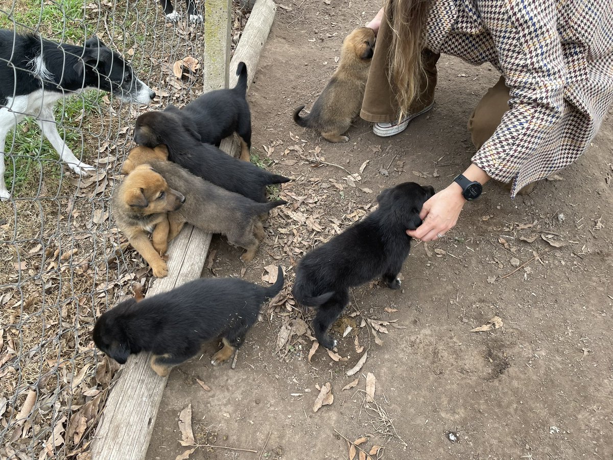 AldiPucharcos's tweet photo. Hola! Tengo 7 cachorros en adopcion, ya tienen 45 dias! Me ayudan a difundir? Quiero encontrarles un hogar a todos 💘🙏 https://t.co/gZzubBYjD9