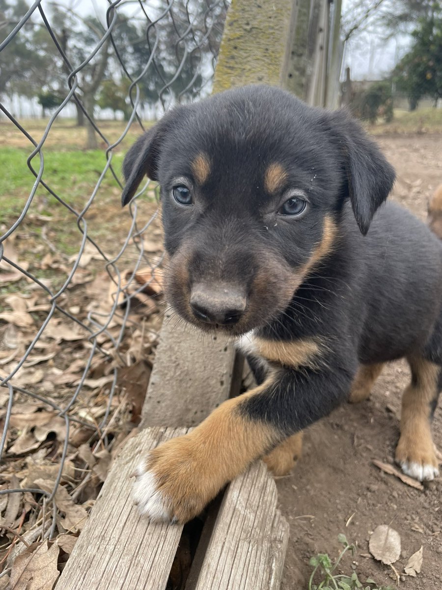 AldiPucharcos's tweet photo. Hola! Tengo 7 cachorros en adopcion, ya tienen 45 dias! Me ayudan a difundir? Quiero encontrarles un hogar a todos 💘🙏 https://t.co/gZzubBYjD9
