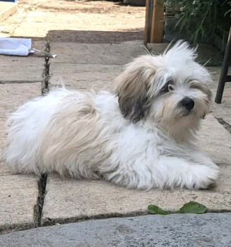 🆘23 JULY 2022 #Lost BOE #ScanMe  
White & Cream Cross Breed #PUPPY Male
(ONLY 14 WEEKS OLD)
Pentremawr Road area #Hafod #Swansea #Wales #SA1 SIGHTINGS PLZ ☎️07988 502857
doglost.co.uk/dog-blog.php?d…