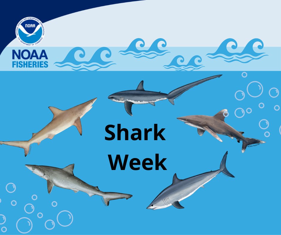 NOAAFish_GARFO's tweet photo. Welcome to Shark Week! Celebrate Shark Week by learning something new about sharks! For example, did you know that #sharks do not have bones? Learn more at: https://t.co/xBLOMfvucH
#SharkWeek #SharkWeekNOAA https://t.co/F57lsgaUhX