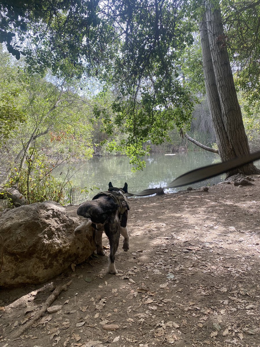 FrenchiePardon's tweet photo. Weβre out early enjoying this cool weather! Happy #sundayfunday #furfamily #frenchies #frenchbulldogs #dogs #frenchiefit #naturedog #hikingdog @NipziB https://t.co/bn6SjwkDWy