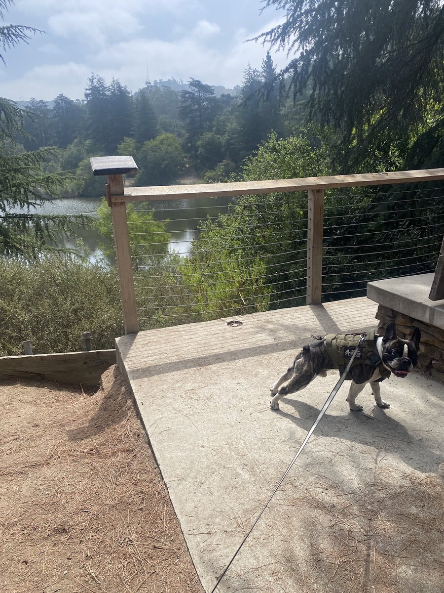 FrenchiePardon's tweet photo. Weβre out early enjoying this cool weather! Happy #sundayfunday #furfamily #frenchies #frenchbulldogs #dogs #frenchiefit #naturedog #hikingdog @NipziB https://t.co/bn6SjwkDWy