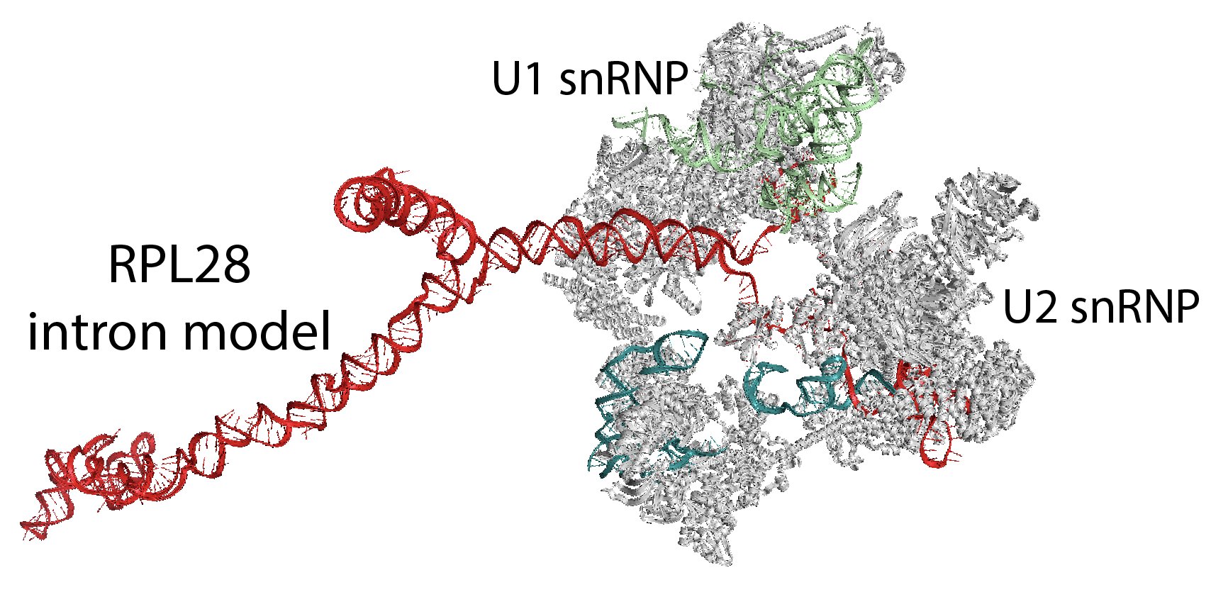 Jinwei Zhang Lab (jinweizhang) / Twitter