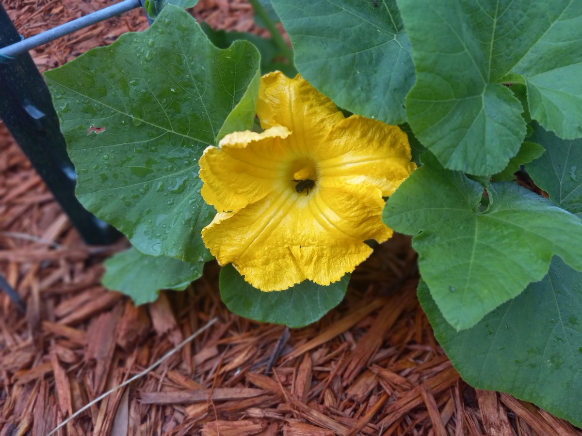 Boy, I love seeing all the flowers in the garden!

All the blooms popping out attract bees and butterflies to pollenate the garden.

Looking to add some extra beauty and function to your garden with flowers?
southerndreamshomestead.com/companion-flow…

#gardening #homesteading #companionplanting