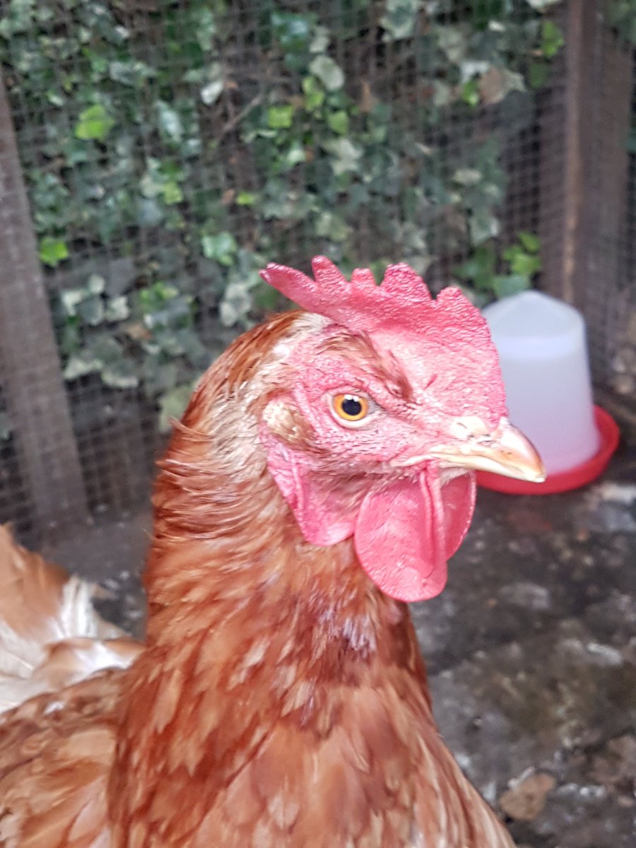 MyGarden_Uk's tweet photo. Amber does not look happy about the kittens coming too close to the coop.
#chickens
#AngryChicken
#chickenandkittens https://t.co/tQFhDsnG9L