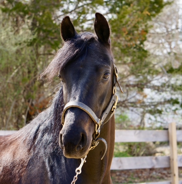 MorganShowcase's tweet image. CONGRATULATIONS to Trainer/agent Katie Speer of Dark Horse Training, Rochester, MA &amp;amp; former owner McKenzie Snow on the sale of NEWMONT'S DELTA DAWN! And best wishes to new owner Jade Stanbrook!

Find your perfect Morgan at morganshowcase.com
#MorgansForSale #MorgansSold