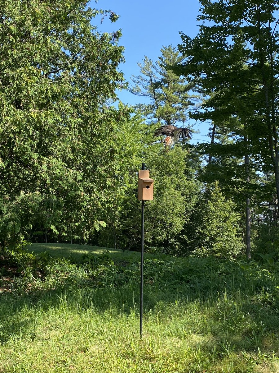 ItsChoTime11's tweet photo. Only glimpse of a bird I caught yesterday. @CamelotGolf @CamelotTurf @janelle_sadler https://t.co/r1ibShHFX6