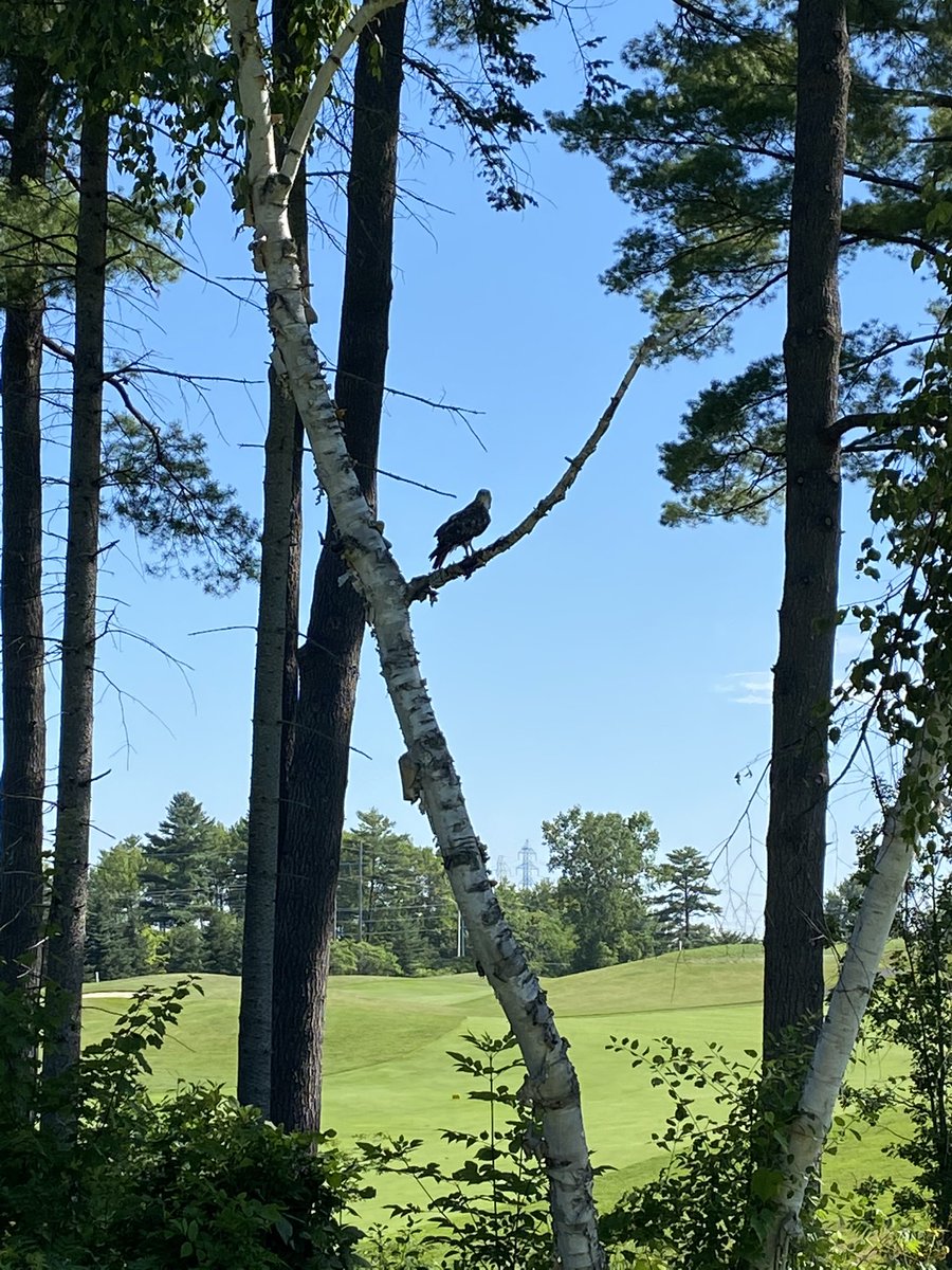ItsChoTime11's tweet photo. Only glimpse of a bird I caught yesterday. @CamelotGolf @CamelotTurf @janelle_sadler https://t.co/r1ibShHFX6
