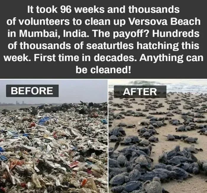 It took 96 weeks and thousands of volunteers to clean up Versova Beach in Mumbai, India. The payoff? Hundreds of thousands of seaturtles hatching for the first time in decades. Anything can be cleaned!

We have the solutions. #ActOnClimate 

#climate #nature #plasticpollution