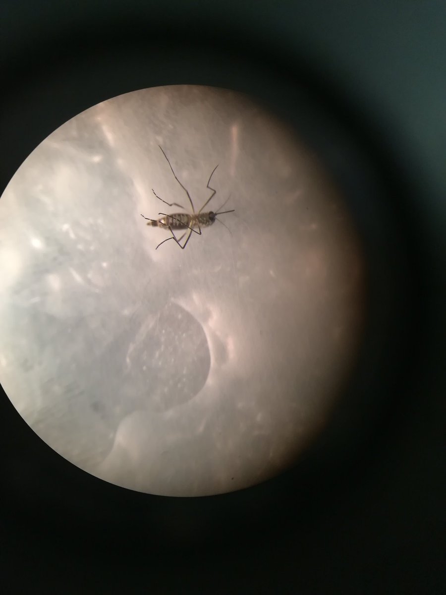 not sure why we're so concerned about mosquitoes on Earth when this absolute beast exists on the Moon