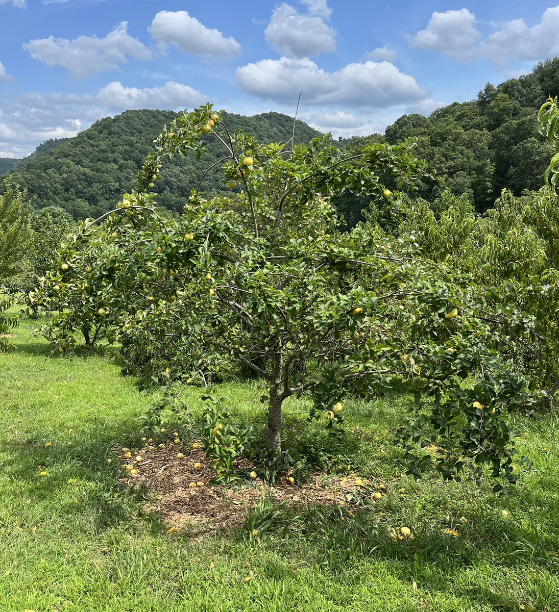 RepThomasMassie's tweet photo. When I got home this weekend, the Pristine apple tree had dropped lots of apples. We don’t like apple sauce much so Rhonda and I canned about 3 gallons of apple juice. The fresh stuff tastes even better (left jar in last pic) but it won’t keep long. Tree pic is after picking. https://t.co/MRd7IMvSzg
