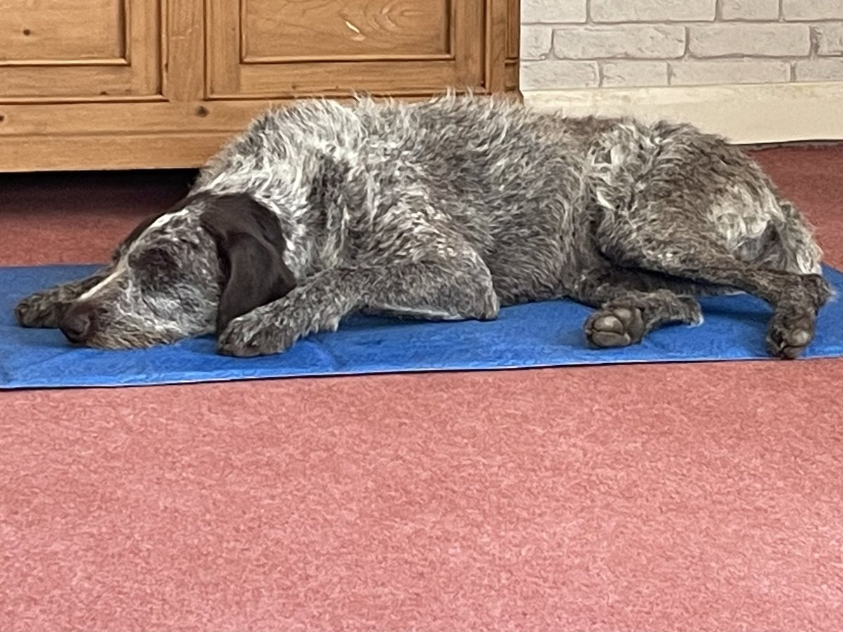 HayhurstBoo's tweet photo. Nice &amp; chilled on my cool mat #chill #happy #relaxed #cool #coolmat #dog #DogsOnTwitter https://t.co/XMoYdMFiNs