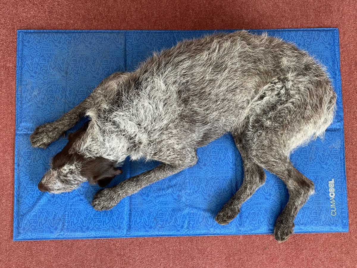 HayhurstBoo's tweet photo. Nice &amp; chilled on my cool mat #chill #happy #relaxed #cool #coolmat #dog #DogsOnTwitter https://t.co/XMoYdMFiNs