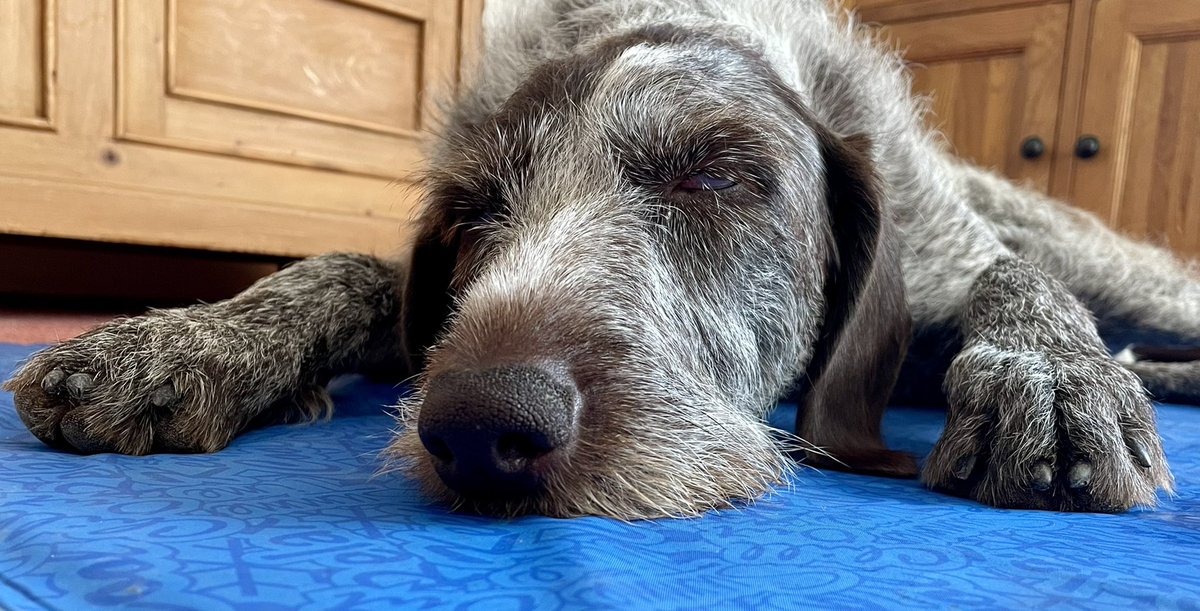 HayhurstBoo's tweet photo. Nice &amp; chilled on my cool mat #chill #happy #relaxed #cool #coolmat #dog #DogsOnTwitter https://t.co/XMoYdMFiNs