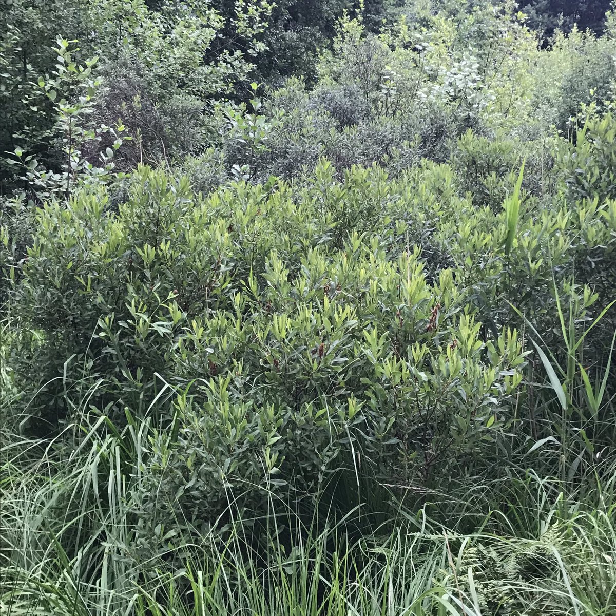 Rosewood_Farm's tweet photo. As it’s #InternationalBogDay here’s some #BogMyrtle & #DevilsBitScabious at #AskhamBog #WildflowerHour https://t.co/VWgXM4W8HE
