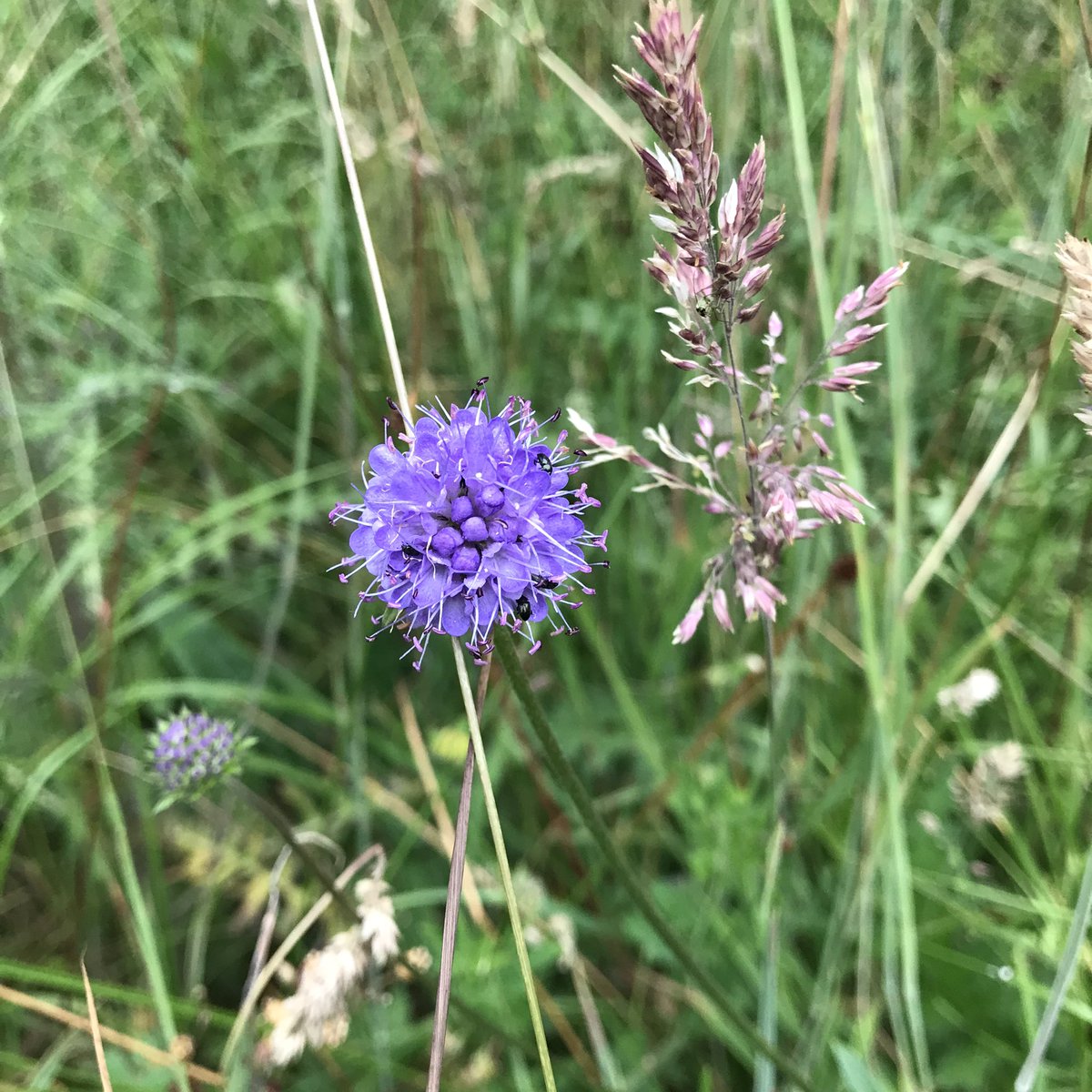 As it’s #InternationalBogDay here’s some #BogMyrtle &amp; #DevilsBitScabious at #AskhamBog #WildflowerHour