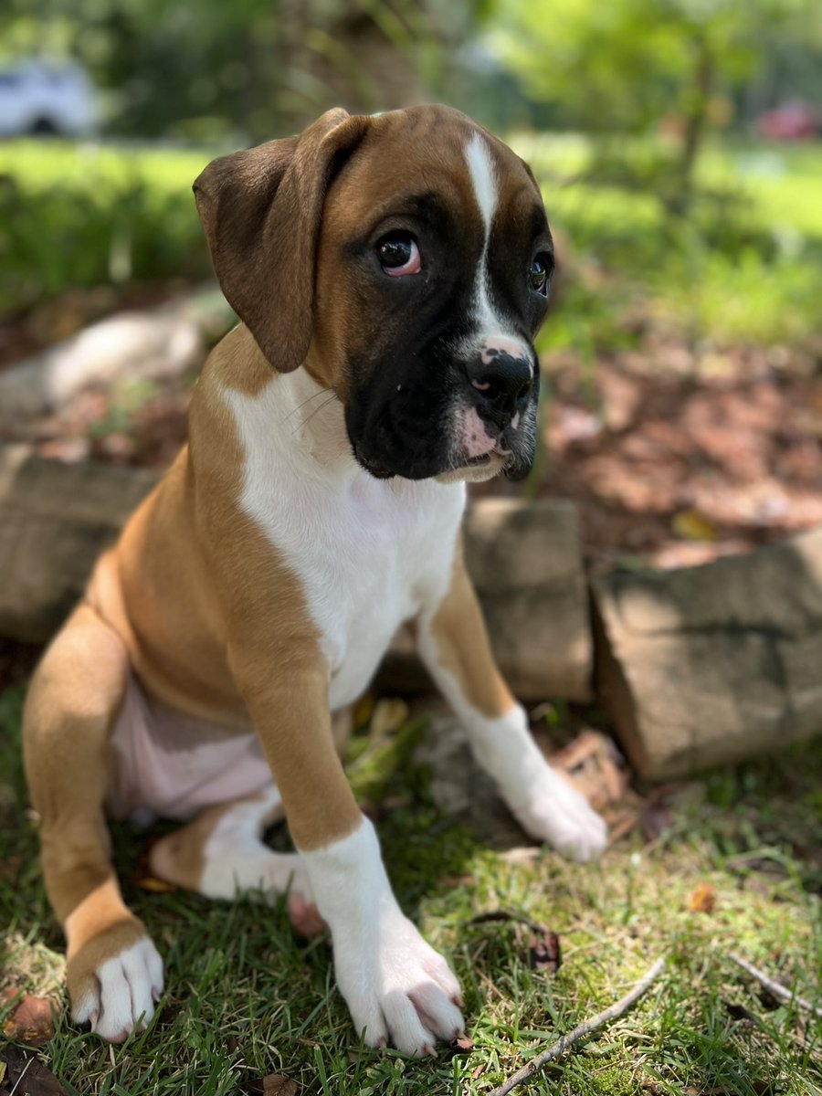 Hey there, I’m new to Twitter. I’m a 10 week old female boxer and my name is Georgia. Will someone rate my cuteness ? 

#boxerdogs #Boxer #dogs #dogsoftwitter #cute #sundayvibes