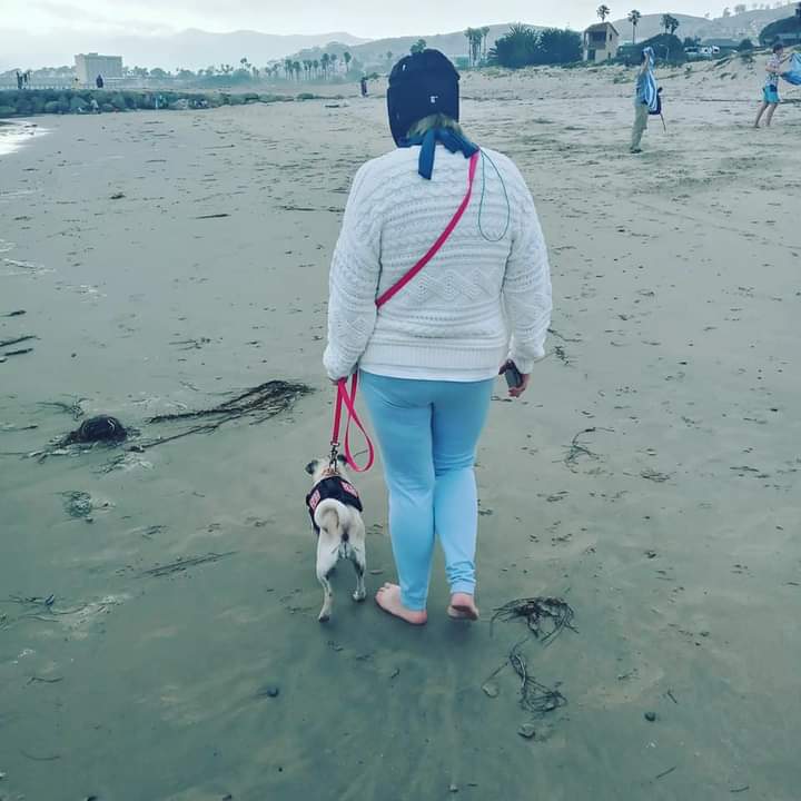 SDwillowthepug's tweet photo. 📸 from #beachtripnumber2 https://t.co/H3kBRM9qPI