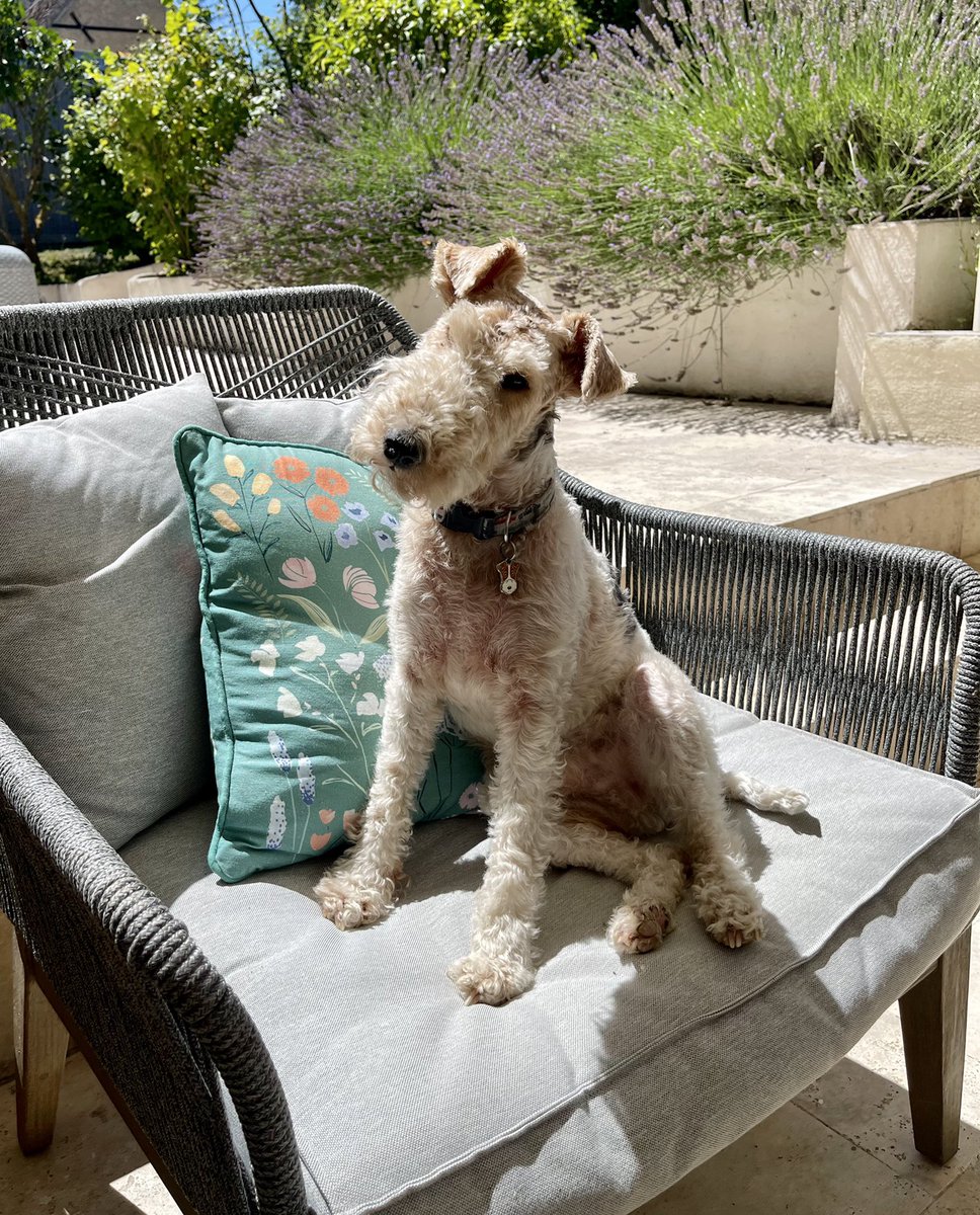 Well ott today ere pals so we has bin indoors and wiv wet tums and cool coats a lot 💦