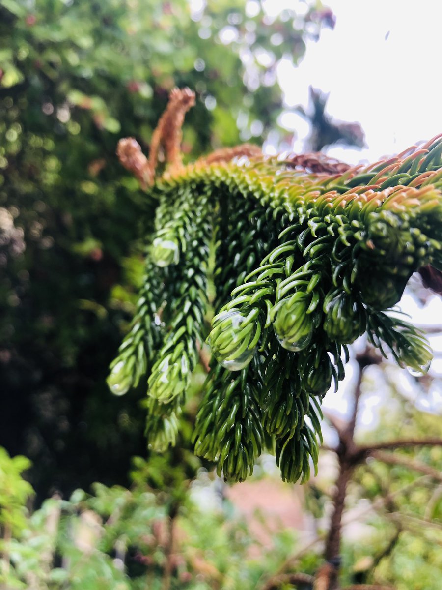 #mobilephotography #rain #plants #nature #post #click #idea #explore #beauty