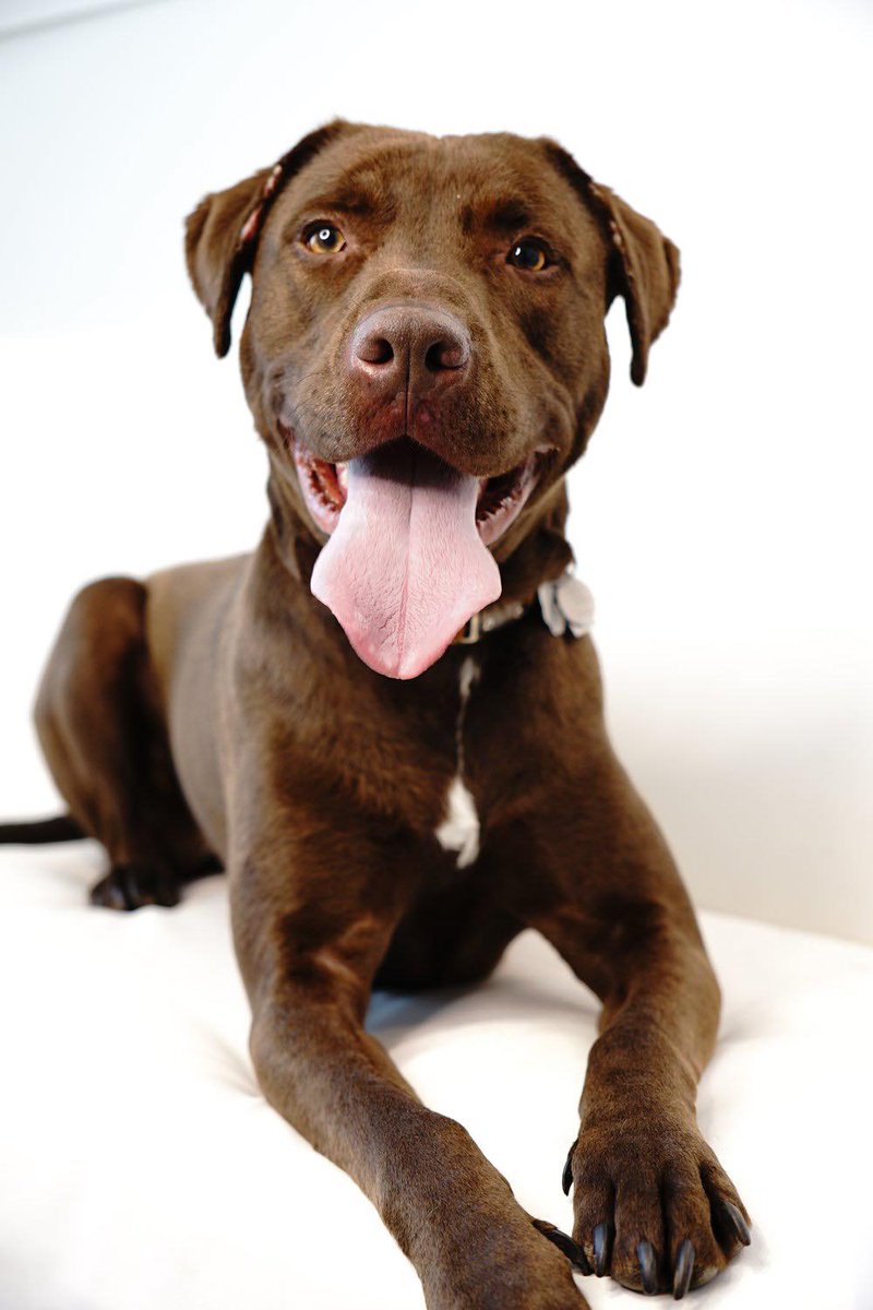 Coco's Heart Dog Rescue tweet media