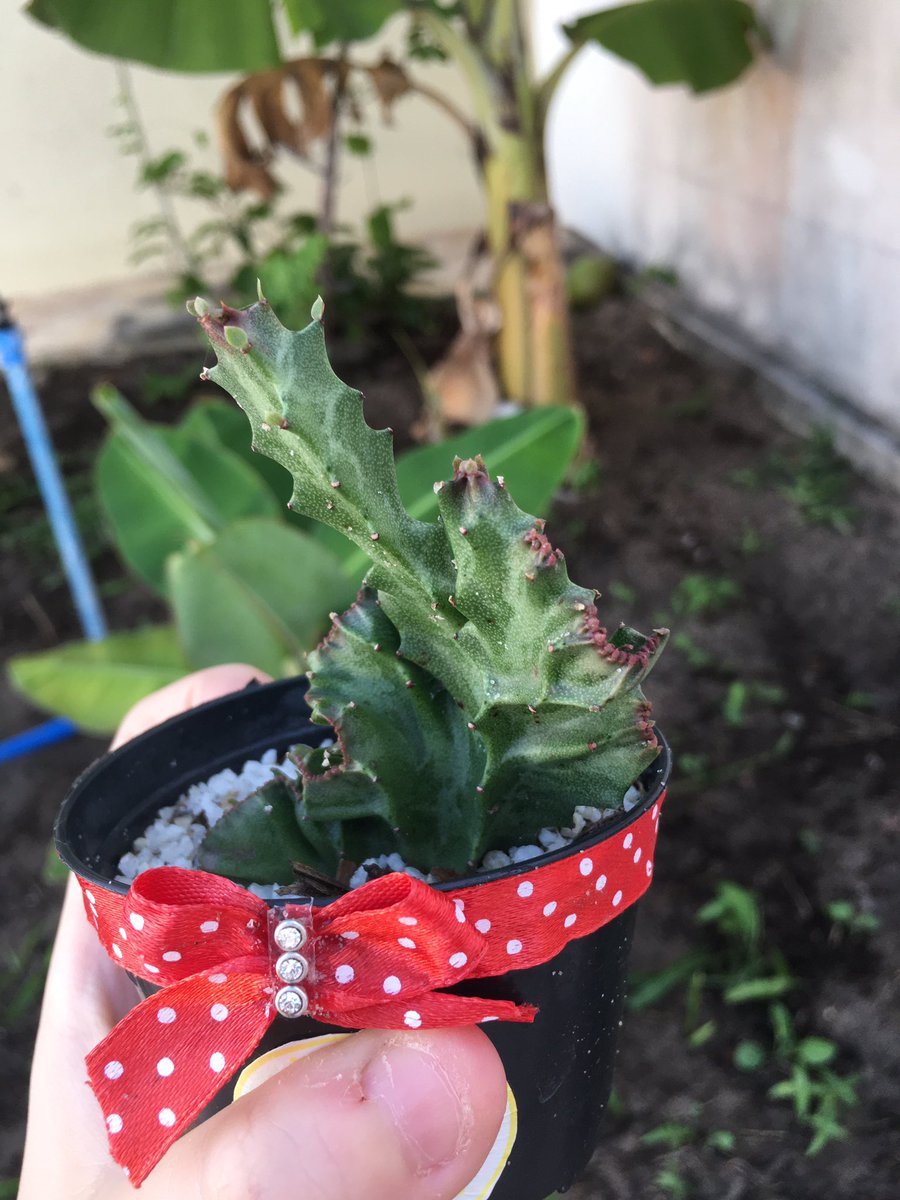 ___WhiteForest's tweet photo. #NFTCommunity #NFTFam #nftphotography 

Ohhh my baby is growing up! So cute! 🥰💚🌵 https://t.co/e33gZRdUPI