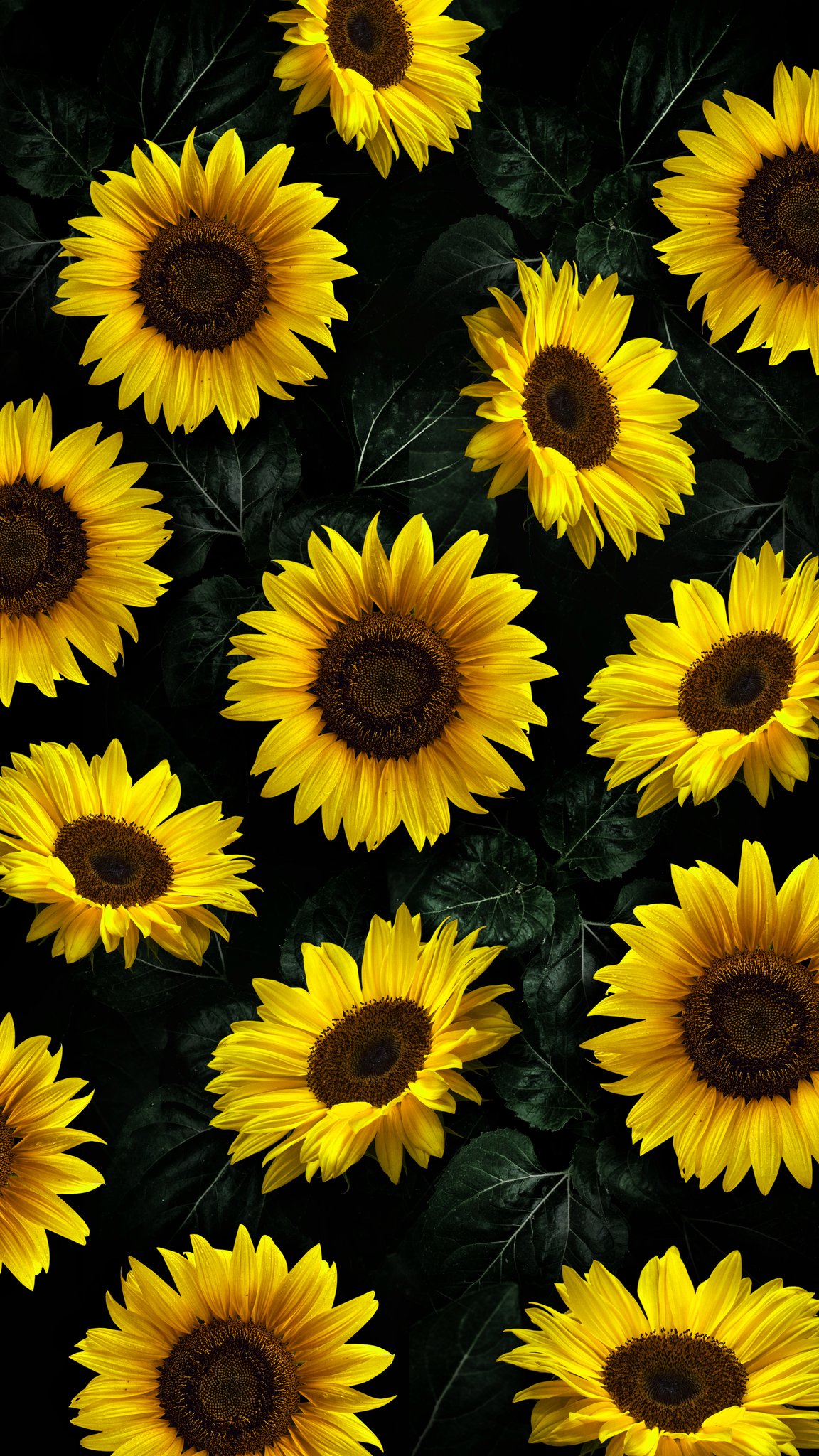 Yellow sunflower cheap background