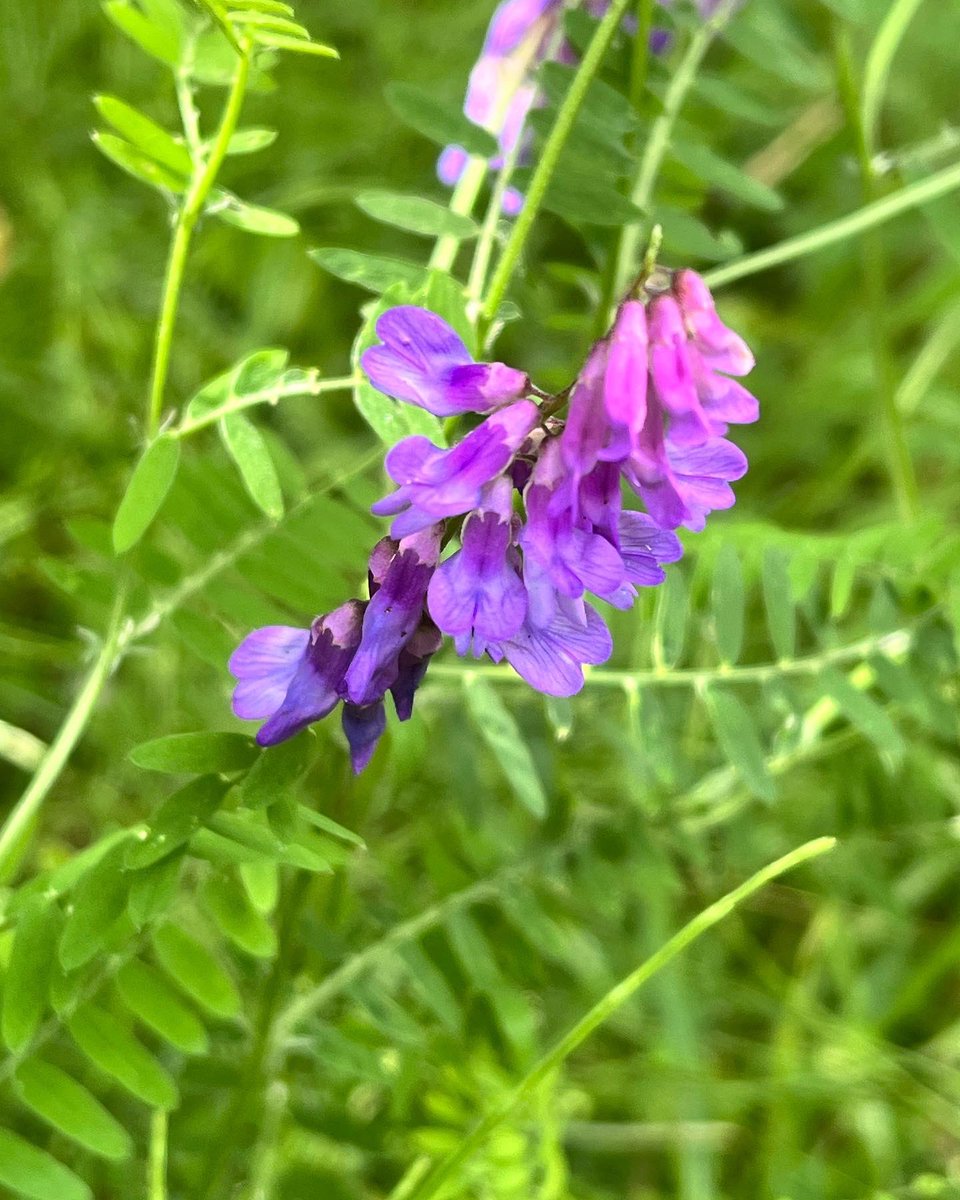 Louisheen's tweet photo. #birdvetch #hemlock #stjohnswort #ladysbedstraw #wildflowerhour https://t.co/Rz0B1VTsqi