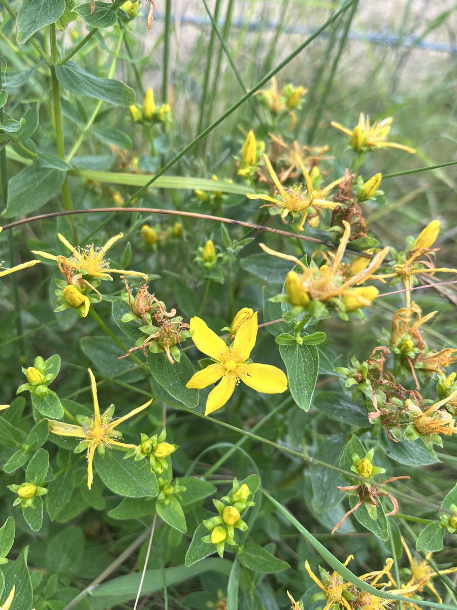 Louisheen's tweet photo. #birdvetch #hemlock #stjohnswort #ladysbedstraw #wildflowerhour https://t.co/Rz0B1VTsqi