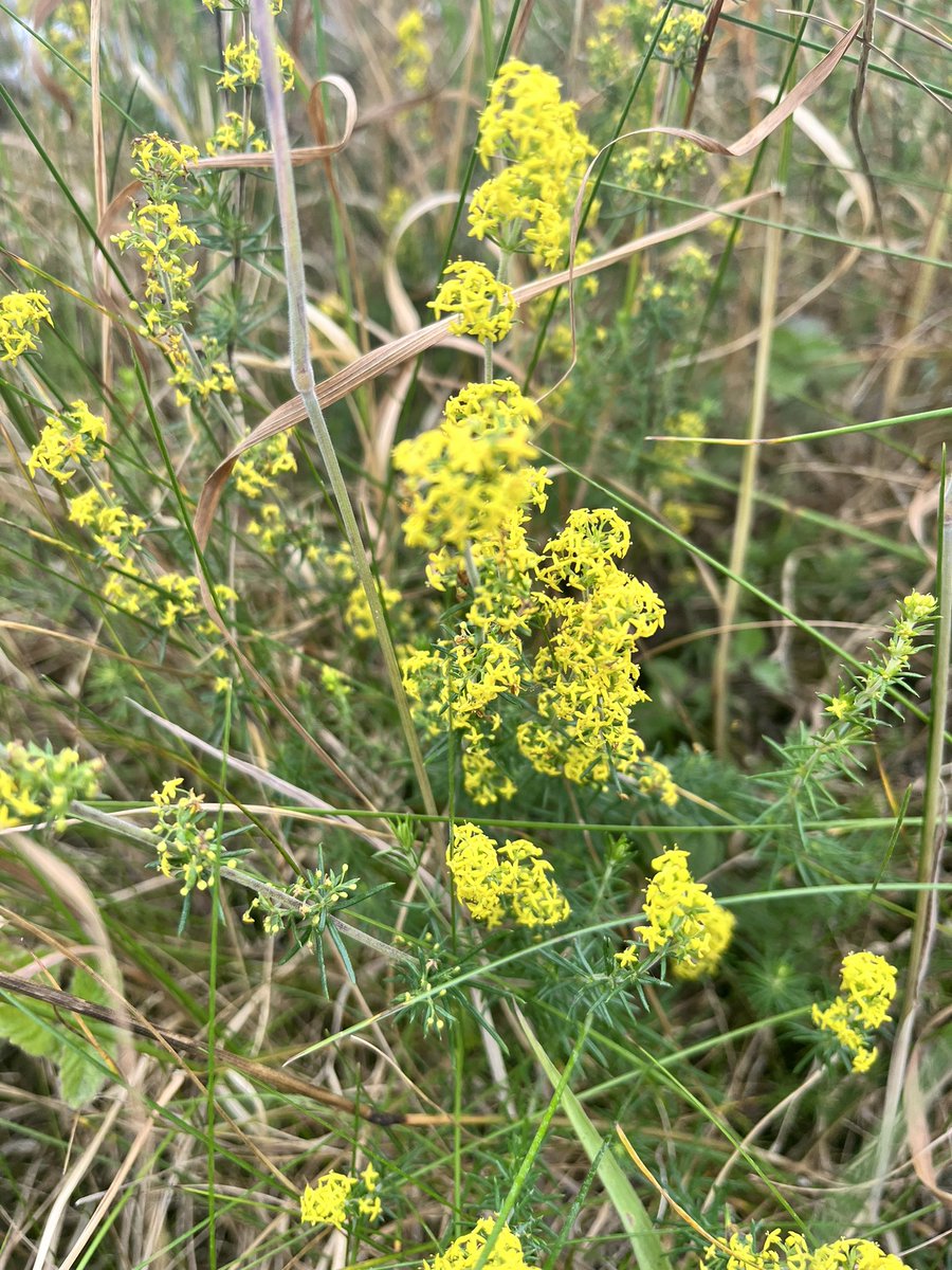 Louisheen's tweet photo. #birdvetch #hemlock #stjohnswort #ladysbedstraw #wildflowerhour https://t.co/Rz0B1VTsqi