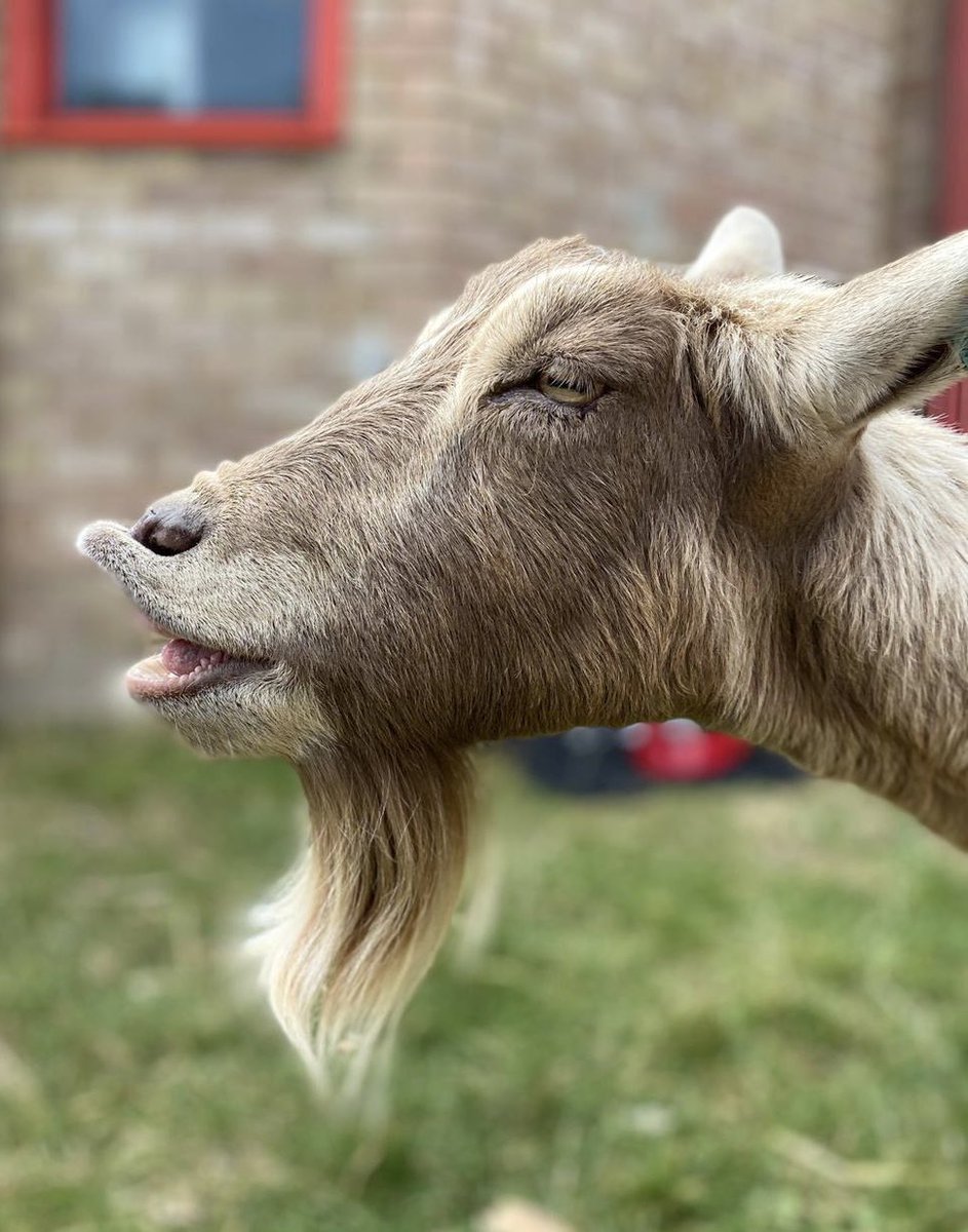 BucksGoat's tweet photo. Summer Activities at the BGC 
25th July - 2nd September 
Mondays:  Bunny Brunch 11am
Tuesdays: Mini Barnaby Feeding Experience  – start date TBC / donations required
Wednesdays: Piggy Lunch 12 o’clock
Thursdays: Craft Session 2pm
Fridays: Ferret Fun Hour 11am
🐐❤️🐐❤️ https://t.co/KU95HO27OK