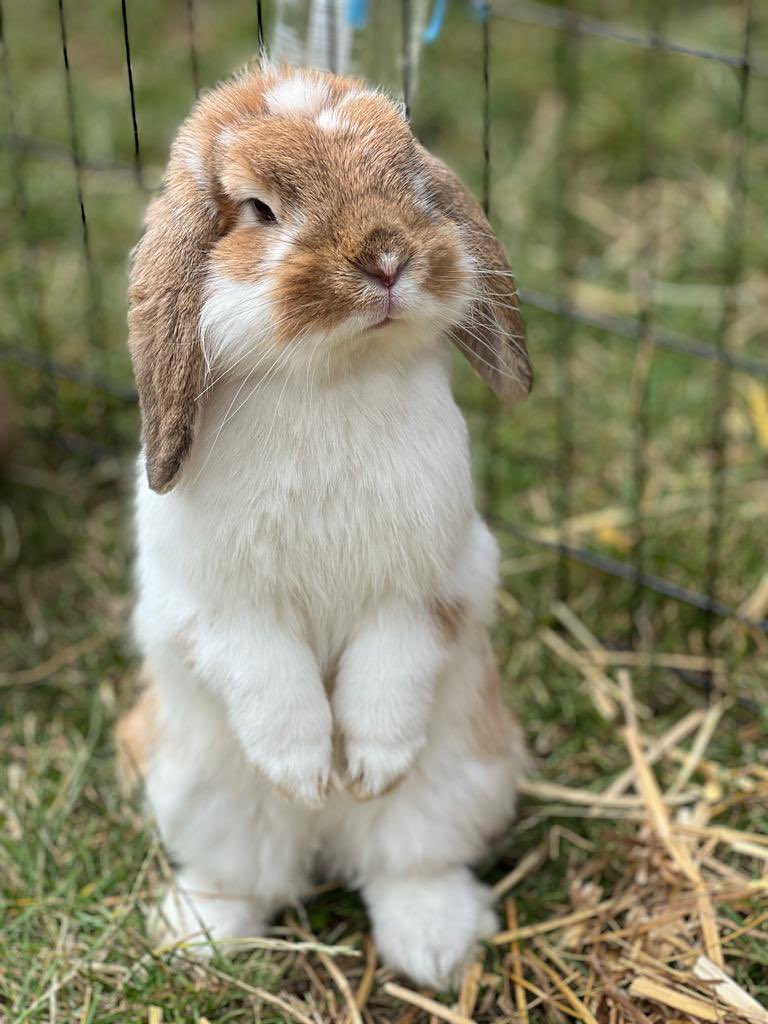 BucksGoat's tweet photo. Summer Activities at the BGC 
25th July - 2nd September 
Mondays:  Bunny Brunch 11am
Tuesdays: Mini Barnaby Feeding Experience  – start date TBC / donations required
Wednesdays: Piggy Lunch 12 o’clock
Thursdays: Craft Session 2pm
Fridays: Ferret Fun Hour 11am
🐐❤️🐐❤️ https://t.co/KU95HO27OK