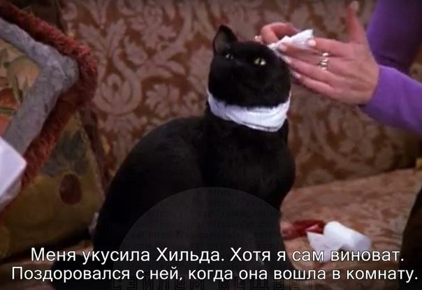Im_cat_bitches's tweet photo. Как выглядит оправдание абьюза https://t.co/g8ZyJxmkWn