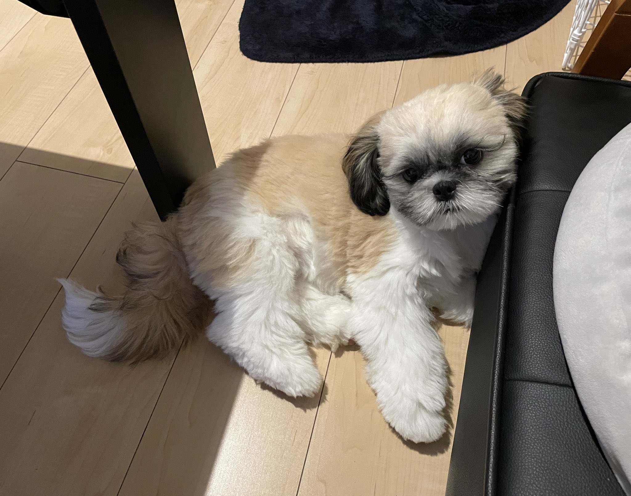 おはぎ 寝起きの犬 香ばしい匂いがしてとても良い シーズー T Co Znwgrf9jpi Twitter