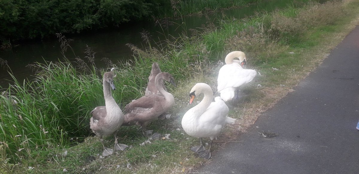 aljaroo1874's tweet photo. #LongSlowRun this morning took me along the #UnionCanal #TowPath where I passed the @unioncanalswans around 9:30 at #WHEC
2 adults #Swans with maybe 5 or 6 nearly fully grown #Signets https://t.co/o7PeVzZpKk