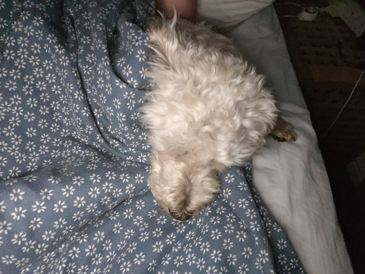 Doogle49810249's tweet photo. I've been away looking after grandma while she been poorly with that covid.... But it's nice to be back home and in my (dad's) bed!
#sleepy #Doogle #Westiepoo https://t.co/tjYRGw43zb