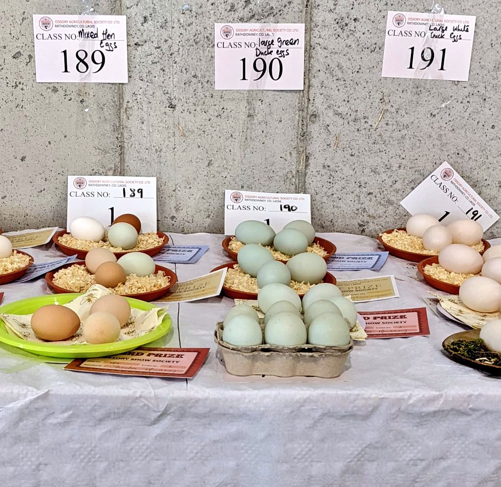 SmallholderIRL's tweet photo. Today we went to check out the Ossory Agricultural Show @OssoryS. Established 1898, the show has grown in scope year on year! Really cool to see the lovely livestock, vintage cars, tractors, trucks and more. Might enter the under-represented vegetable competition next year 😏 https://t.co/UP8xqgRoj3