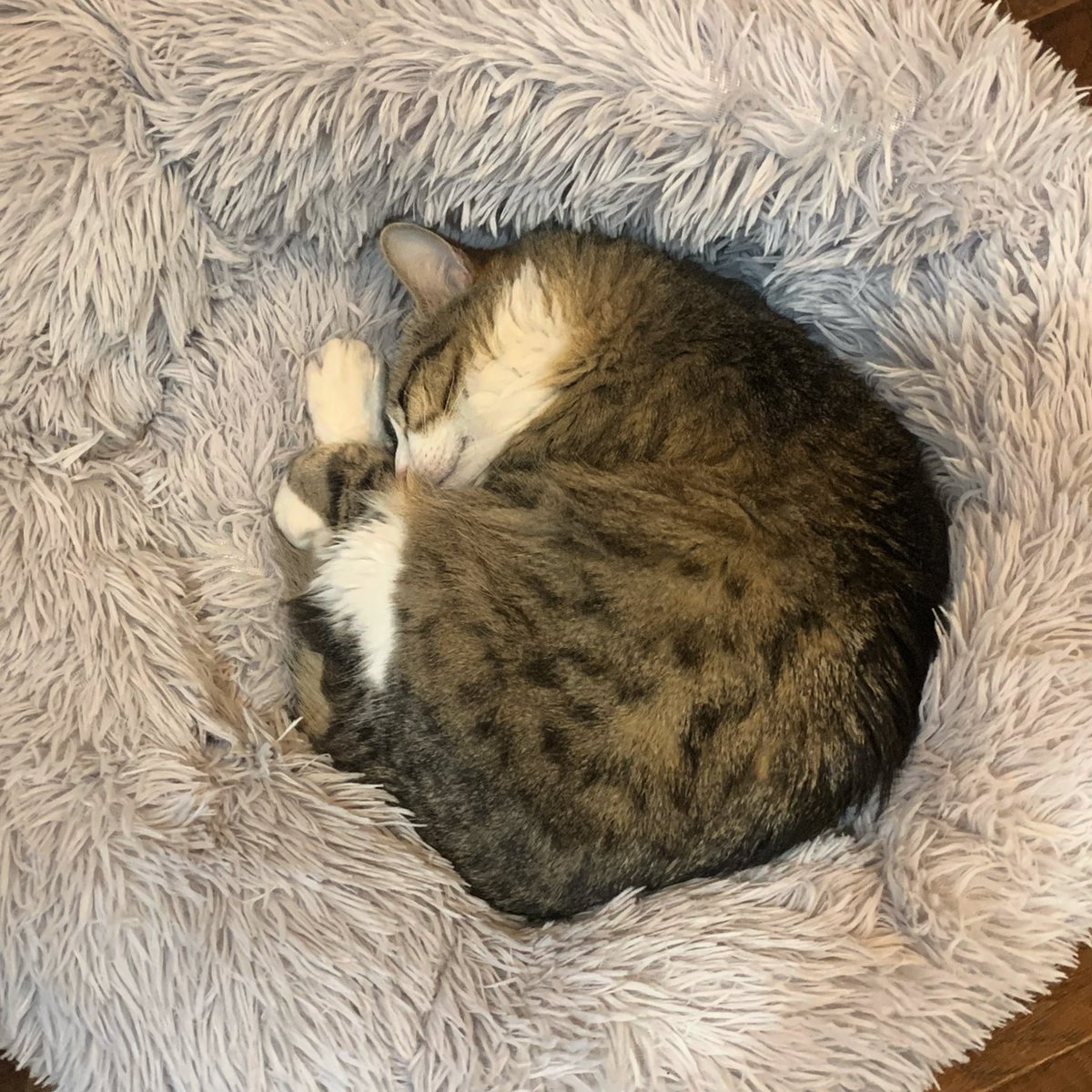ATXRoe's tweet photo. @JortsTheCat Phoebe agrees! https://t.co/qDNmEYk1Sz