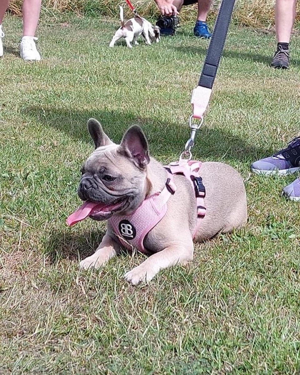 westlancscanine's tweet photo. Puppy of the day. Luna the French bulldog, she's obviously used to the camera. Positions Sit, Down and Stand mastered. ๐พ๐ถ๐ฅฐ
#puppies #pups #puppys #puppylove #puppylife #puppytraining #puppyoftheday #puppyclasses https://t.co/T6yEJD9QhQ