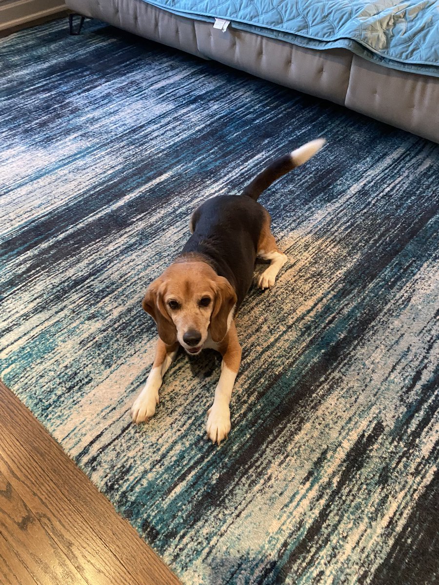 MillietheWB's tweet photo. I was a good boy today (really everyday) and waiting on my night night bony. #feagle #GoodBoy #beaglesoftwitter #beagles #testingbeagle https://t.co/2aROZBnBnU