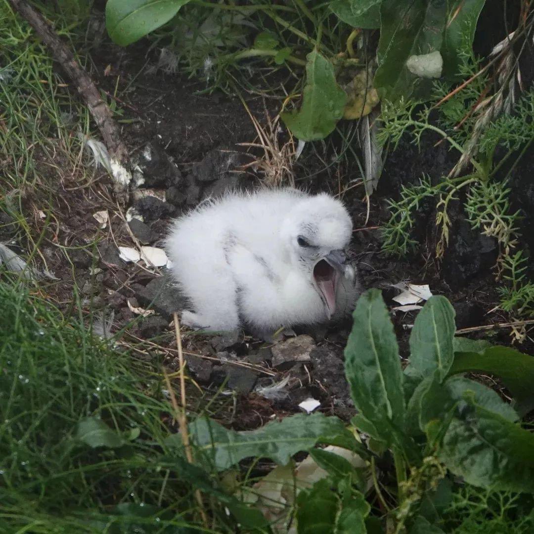 Fab 8 days at Rathlin Island Seabird Centre ❤️ <a href="/Natures_Voice/">RSPB</a> <a href="/RSPBNI/">RSPB NI</a> <a href="/BirdWatchIE/">BirdWatch Ireland</a> #puffins #guillemot #kittiwake #fulmer #razorbill