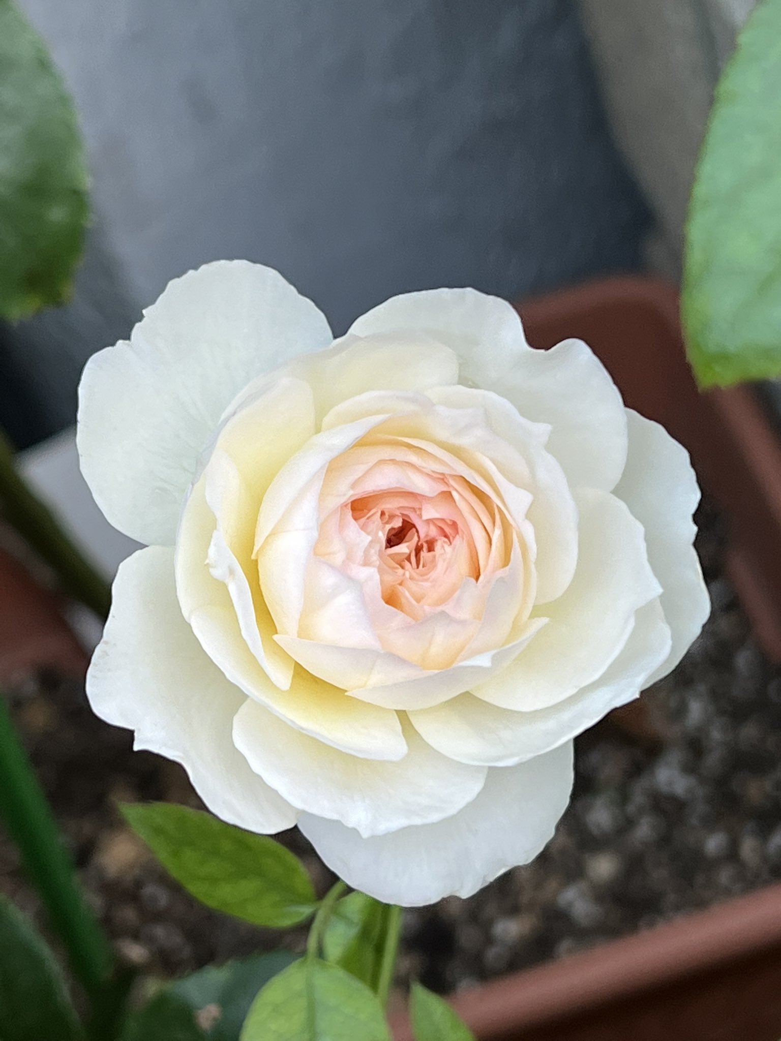 りい 今朝咲いてた薔薇 ボレロ T Co Letqldfbzr Twitter