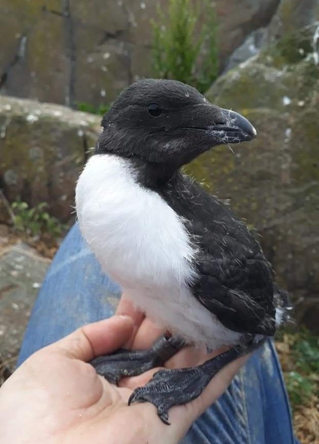 Laura Shearer tweet media