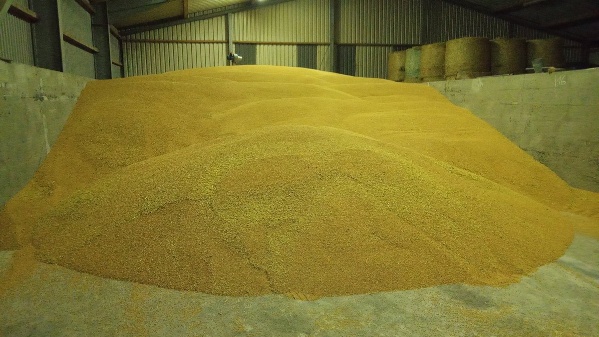 Insgesamt war das die beste Ernte meines Lebens und ich bin einfach froh, weil es gleichzeitig die schlimmste Phase meines Lebens mit der Schweinehaltung ist. Manchmal muss man auch Glück haben