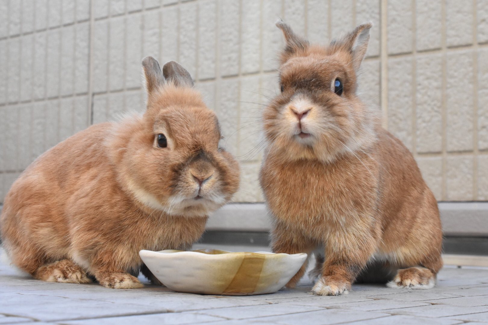 3匹のうさぎ 父ちゃんと母ちゃんの違い その1 耳の向き その2 身体の大きさ その3 顔の幅 その4 目の位置 その5 口周り T Co Vkui9fenxw Twitter